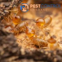 Termite Control Brisbane image 5